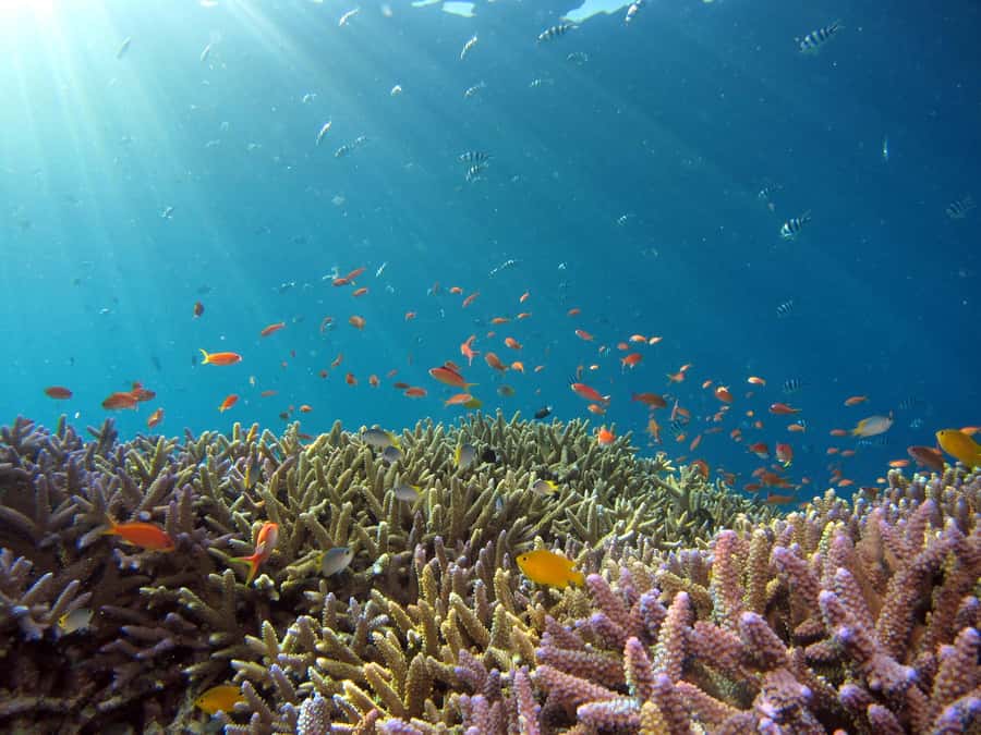 Snorkeling in The Red Sea With Equipment And Free Transfer - My verdict on the Red Sea snorkeling trip