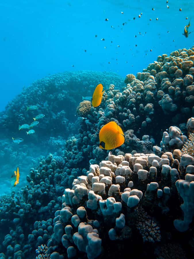 Snorkeling in The Red Sea With Equipment And Free Transfer - What the three-hour outing looks like