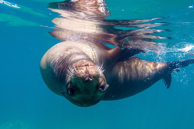 Snorkeling Open Ocean Wildlife Safari in Los Cabos with Photos Included - Why this Cabo safari feels different