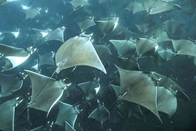 Snorkeling Open Ocean Wildlife Safari in Los Cabos with Photos Included - Searching for dolphins, rays, whales, and more