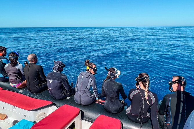 Snorkeling Open Ocean Wildlife Safari in Los Cabos with Photos Included - Photos and videos add real value