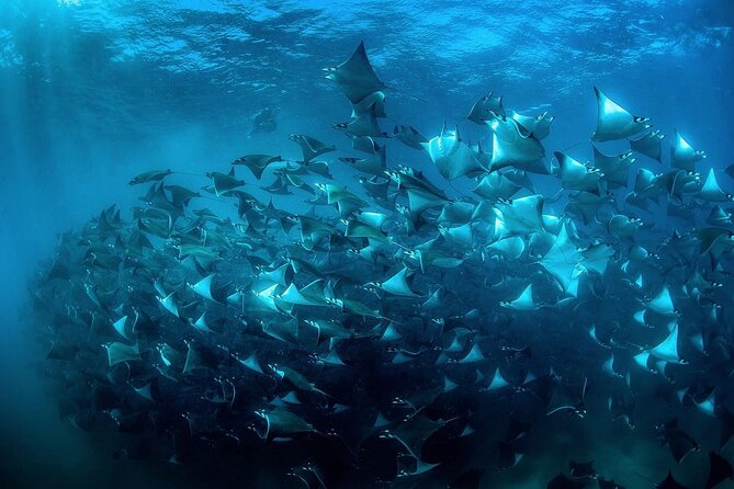 Snorkeling Open Ocean Wildlife Safari in Los Cabos with Photos Included - The small group and guide support
