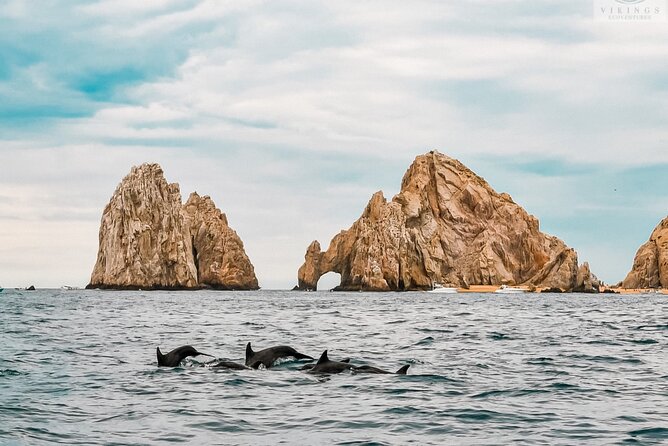 Snorkeling Open Ocean Wildlife Safari in Los Cabos with Photos Included - Is $145 a fair price?
