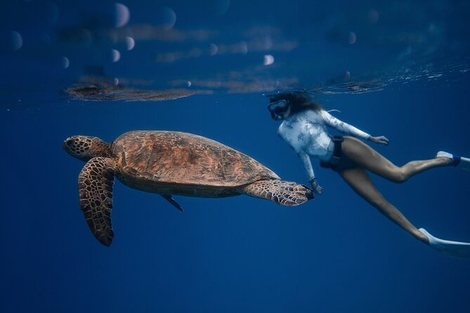 Snorkeling Open Ocean Wildlife Safari in Los Cabos with Photos Included - The 8:00 a.m. start at Marina de Cabo San Lucas