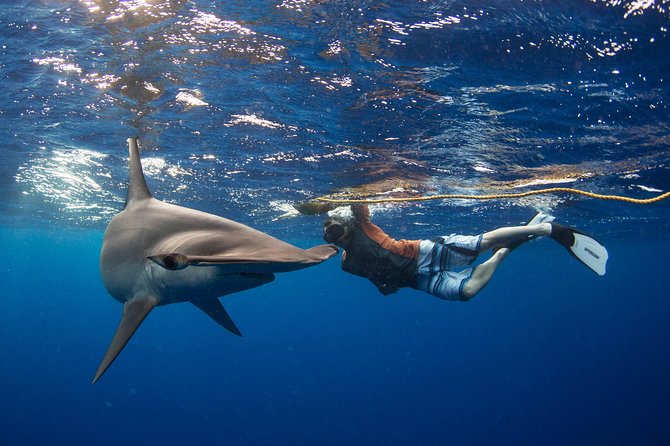 Snorkeling or Swimming with Sharks in Cabo San Lucas - From Cabo Marina to the open Sea of Cortez
