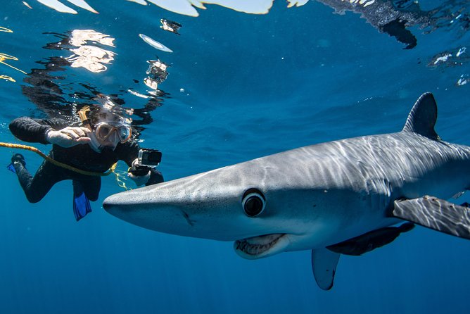 Snorkeling or Swimming with Sharks in Cabo San Lucas - The hard truth: some trips see no sharks