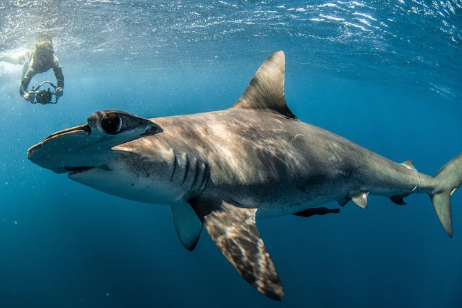 Snorkeling or Swimming with Sharks in Cabo San Lucas - Timing, weather, and motion sickness