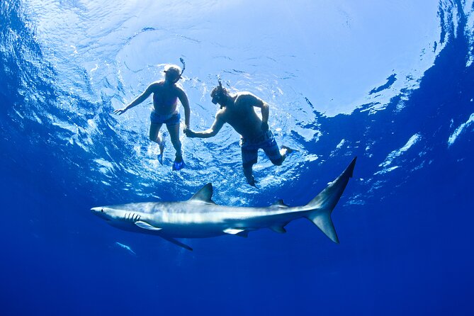 Snorkeling or Swimming with Sharks in Cabo San Lucas - Is the group size comfortable?