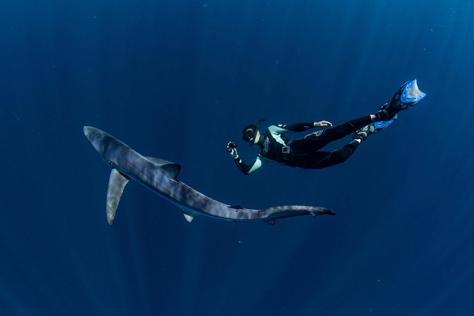 Snorkeling or Swimming with Sharks in Cabo San Lucas - Who will enjoy this most?
