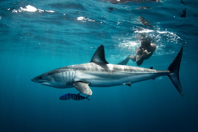 Snorkeling or Swimming with Sharks in Cabo San Lucas - The shark briefing matters more than the thrills