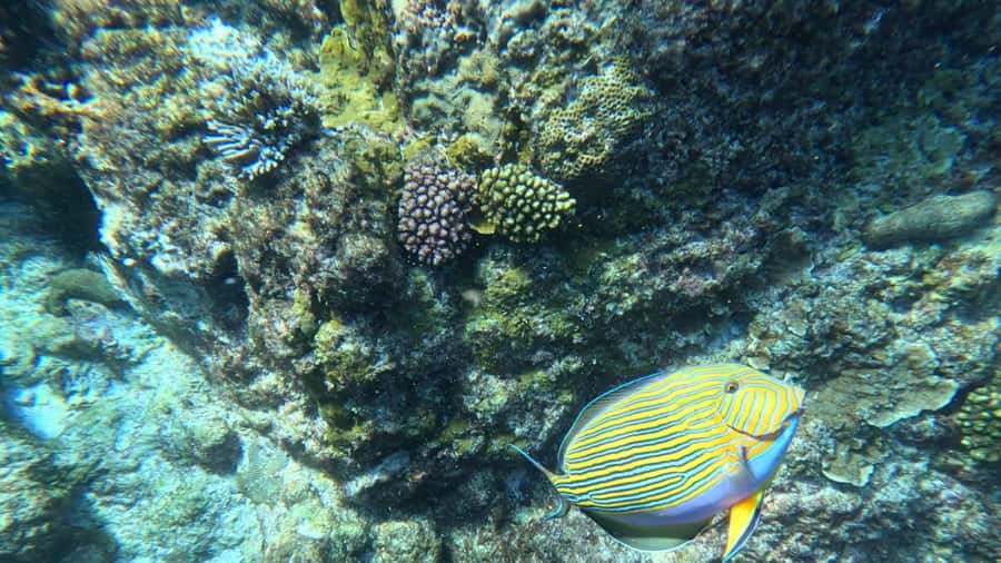 Snorkeling St-Pierre Marine Park and Anse Petite Cour - What makes this Praslin snorkeling trip worth considering