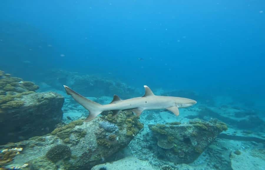 Snorkeling St-Pierre Marine Park and Anse Petite Cour - Who will enjoy this outing most?