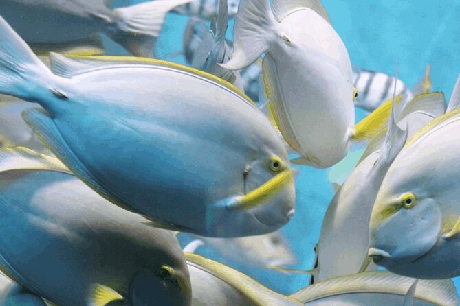 Snorkeling Tour at Land's End in Cabo San Lucas - Key points to know before you book