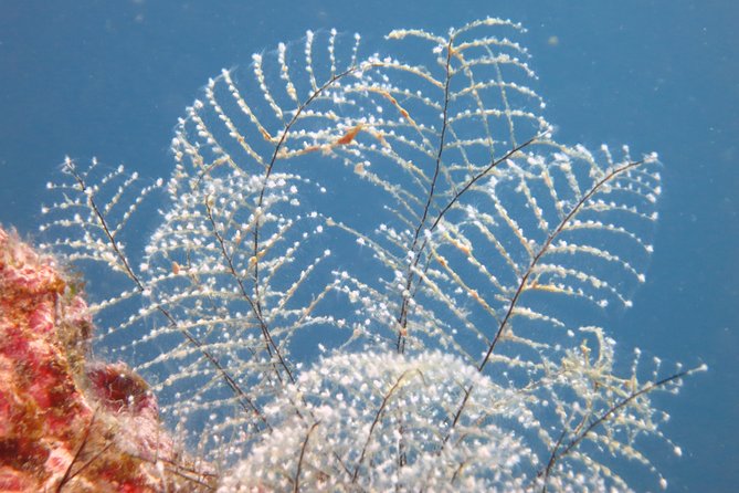 Snorkeling Tour Coast to Coast Taormina and Isola Bella - Is the $50.81 Price Good Value?