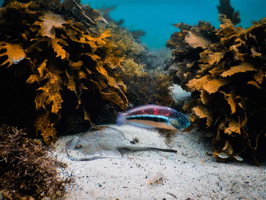 Snorkeling Tour: Discover Sydney’s impressive sea life - Why Clovelly Works So Well for Snorkeling