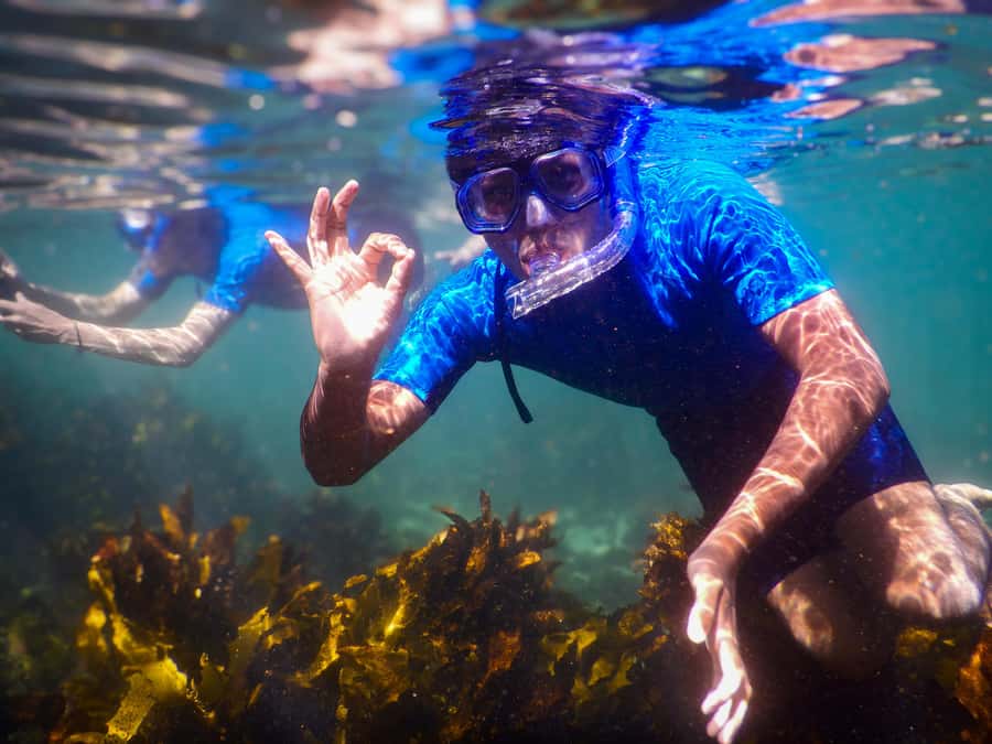 Snorkeling Tour: Discover Sydney’s impressive sea life - Meeting at the Clovelly Free Car Park