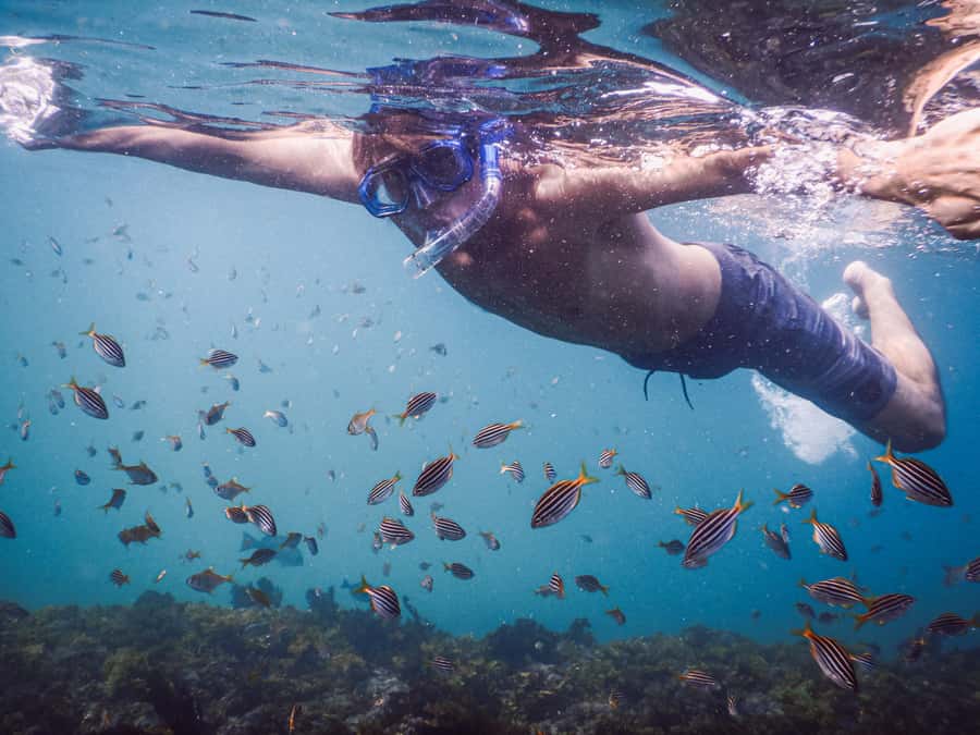 Snorkeling Tour: Discover Sydney’s impressive sea life - One Hour Among Fish and Rocky Reefs