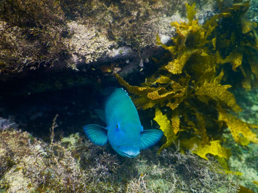 Snorkeling Tour: Discover Sydney’s impressive sea life - What Happens When the Ocean Turns Rough