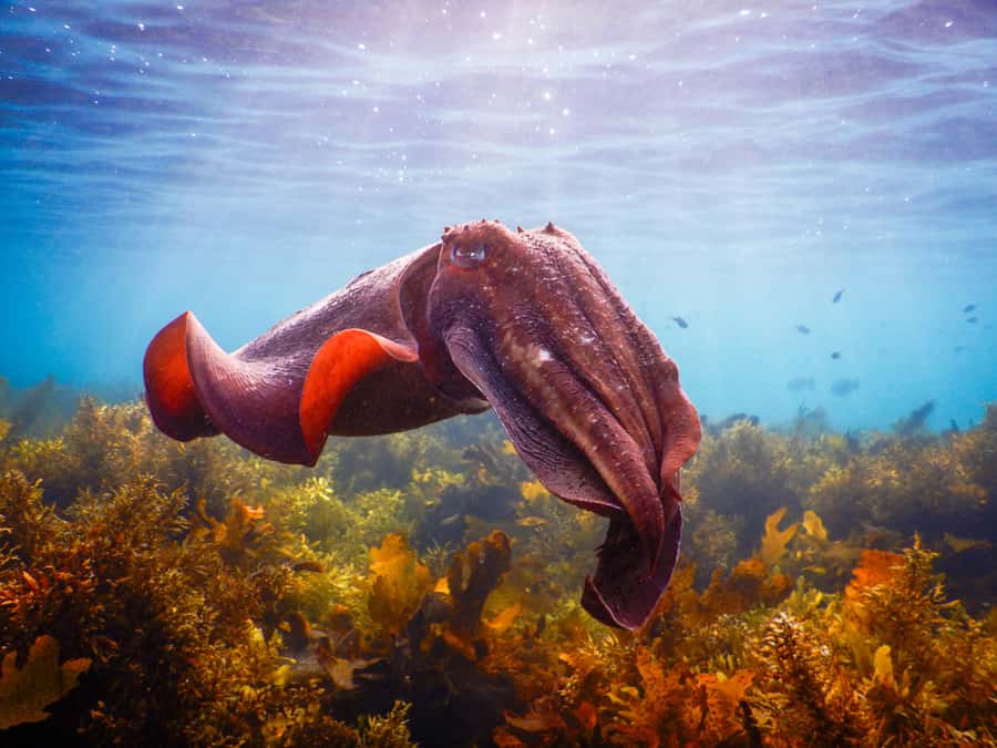 Snorkeling Tour: Discover Sydney’s impressive sea life - The 15-Minute Safety Briefing