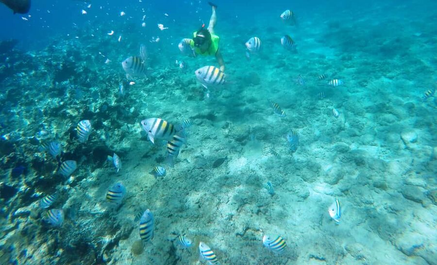 Snorkeling Tour & Sosua Beach Day - The essential details at a glance
