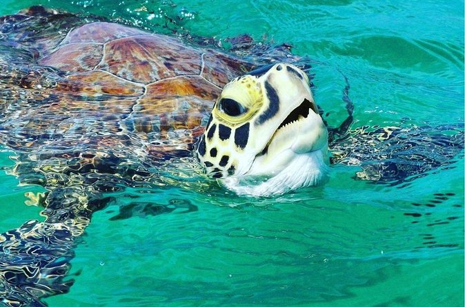 Snorkeling Tour to Vieques Island only 30 minutes away! - Who should book this Vieques outing