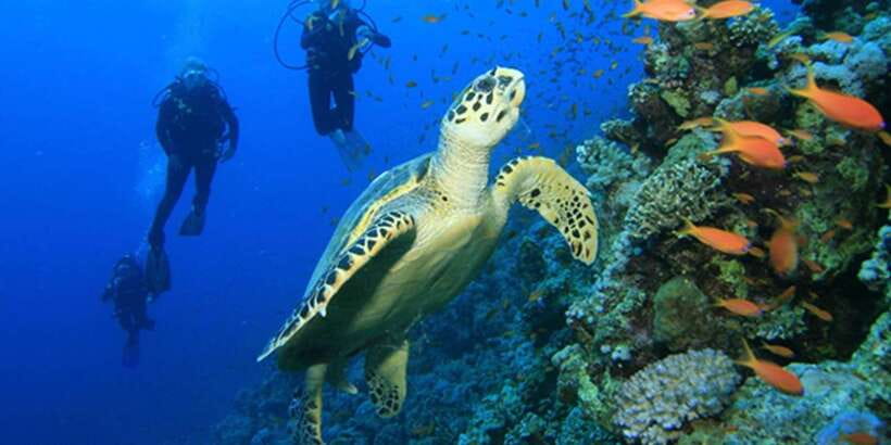 Snorkeling Trip from Polhena Beach, Matara, Sri Lanka - The 90-minute itinerary, step by step