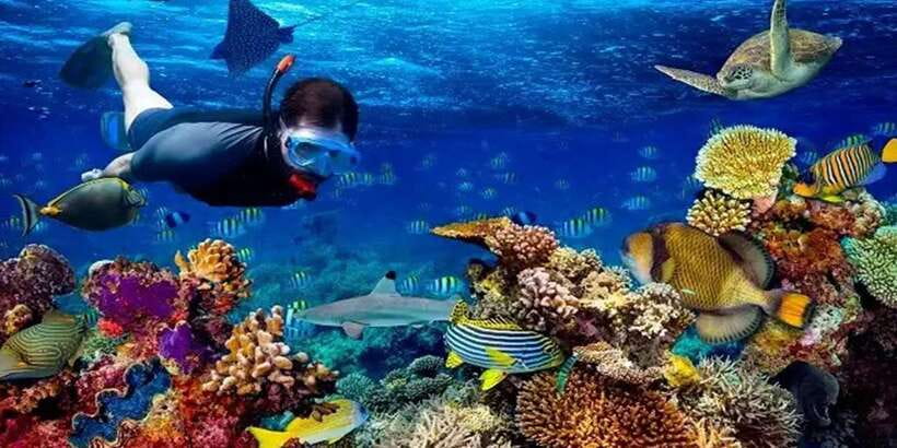 Snorkeling Trip from Polhena Beach, Matara, Sri Lanka - Is $29 good value?