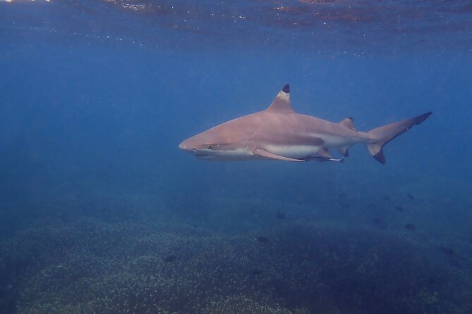 Snorkeling Trip To Pigeon Island - Three Hours Among Coral, Fish, and Sharks