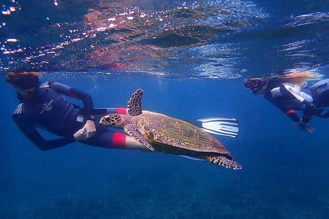 Snorkeling Trip To Pigeon Island - Why the Wildlife Makes the Trip Worth Considering