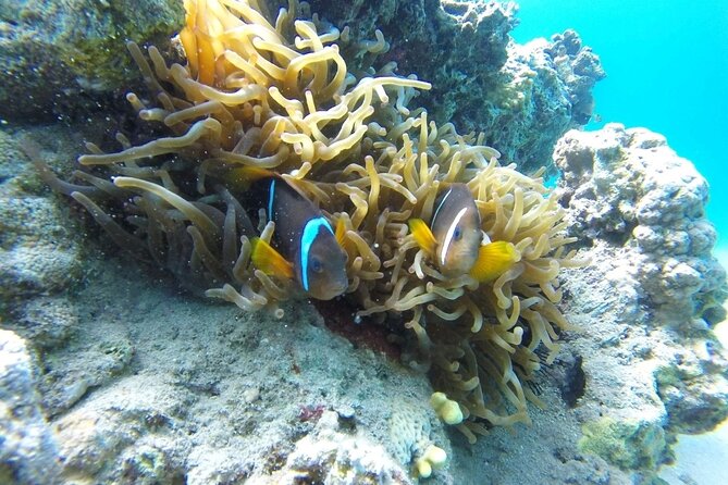 Snorkeling Trip with pick up ( beach) - Why the private format matters
