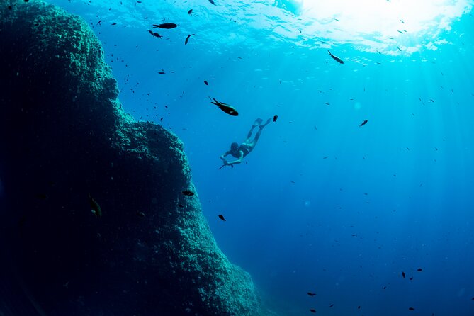 Snorkeling with Marine Biologist Expert from Sorrento - Wildlife: what you may actually see