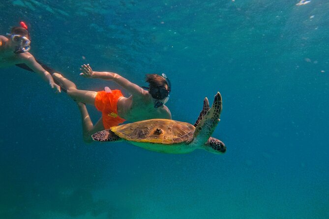Snorkeling with turtles in Fujairah with BBQ lunch - Key points before you book