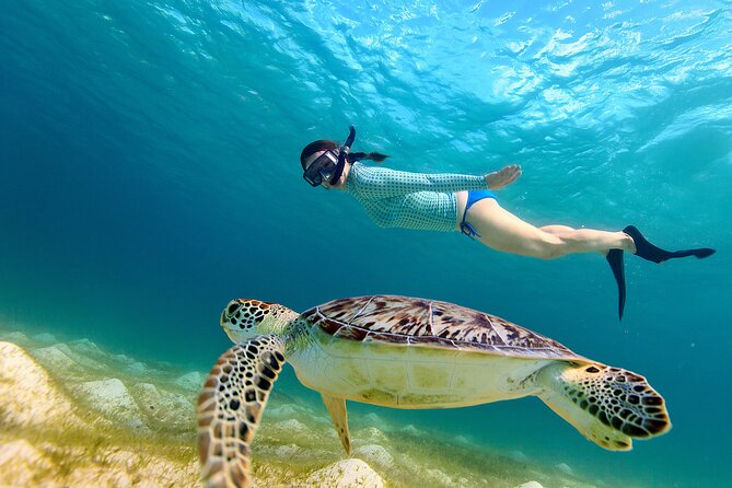 Snorkeling with turtles in Fujairah with BBQ lunch - Why Fujairah is a good place to snorkel
