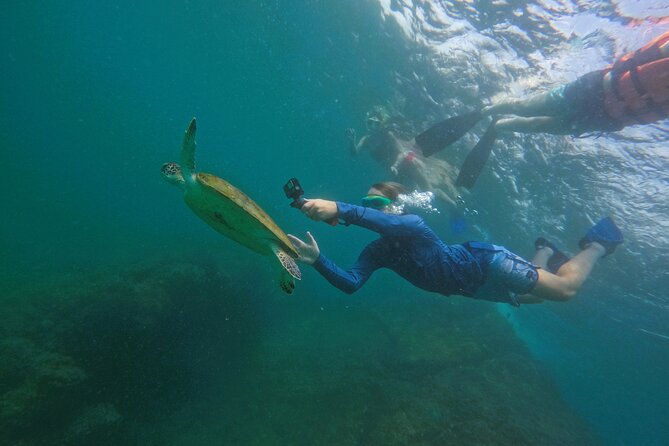 Snorkeling with turtles in Fujairah with BBQ lunch - Snoopy Island: your first look below the surface