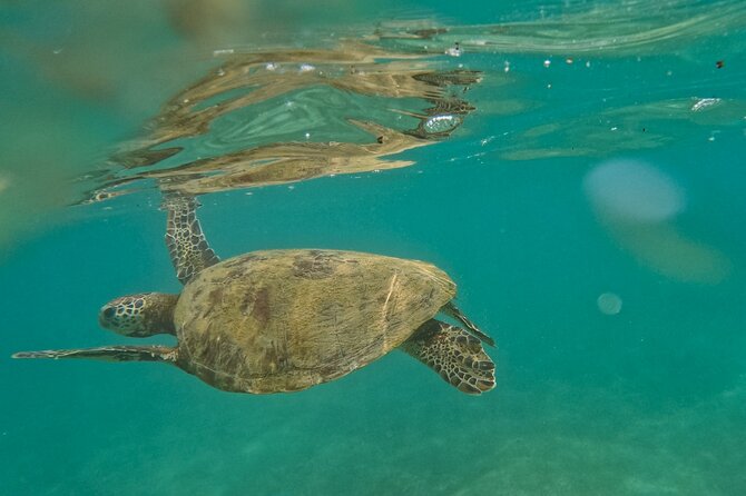 Snorkeling with Turtles in Mirissa - Key points before you book