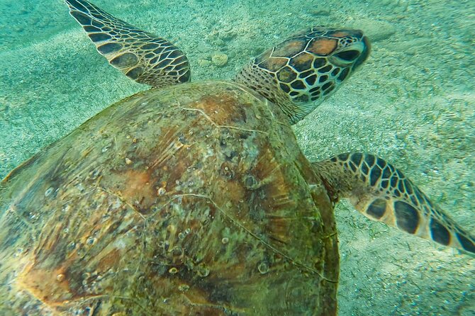 Snorkeling with Turtles in Mirissa - What the private format really gives you