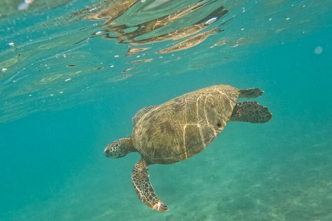 Snorkeling with Turtles in Mirissa - Coral, fish, and the limits of visibility