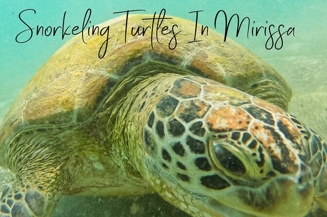 Snorkeling with Turtles in Mirissa - Is $25 good value for one hour?