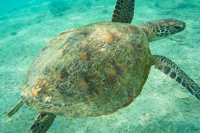 Snorkeling with Turtles in Mirissa - Who will enjoy this most?