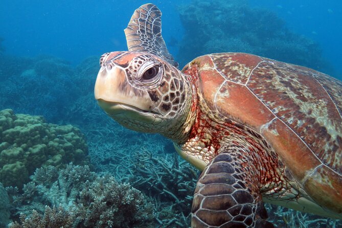 Snorkelling or Glass Bottom Boat at Green Island from Cairns - The glass-bottom boat is the dry alternative