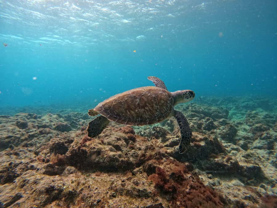 Snorkelling trip with certificate local guide - How the experience compares with its rating