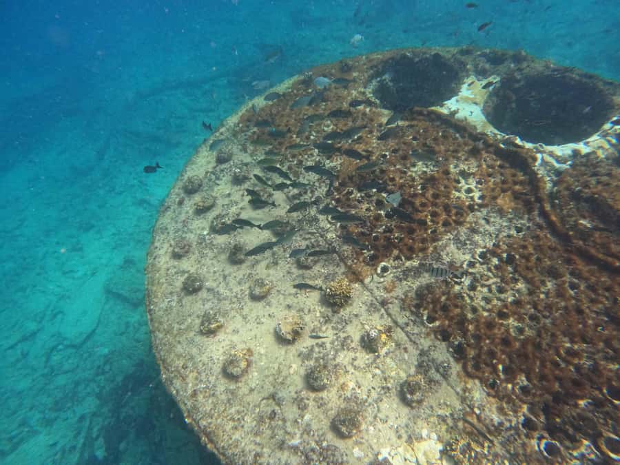 Snorkelling trip with certificate local guide - Fish, coral, and turtles near Sal