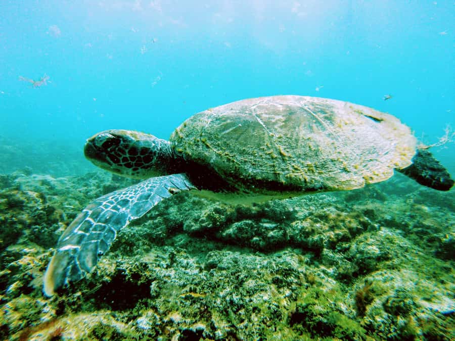 Snorkelling trip with certificate local guide - Morning or afternoon, and the confusing duration