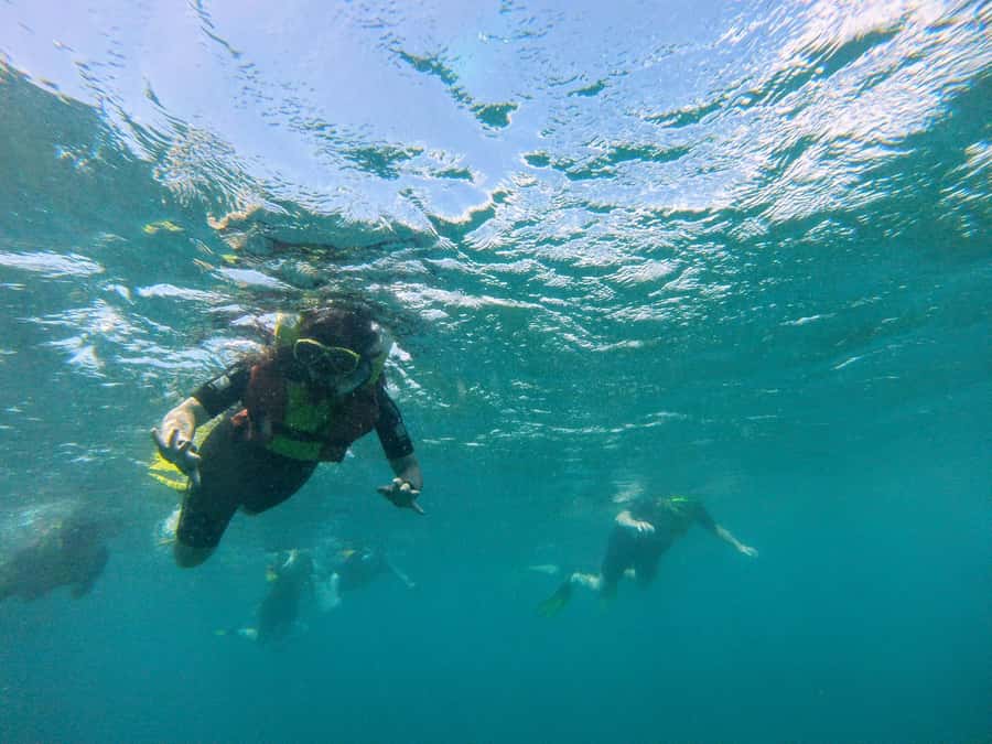 Snorkelling trip with certificate local guide - Safety, swimming ability, and who should book