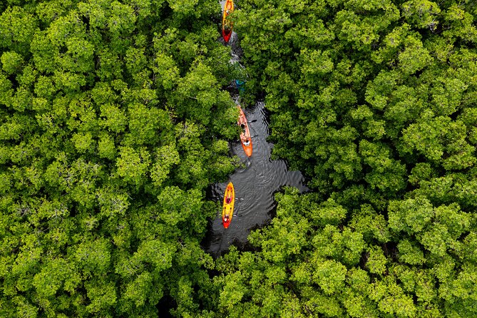SoCoHo Eco Half Day - Mangrove Kayak & Reef Snorkeling - Key points at a glance