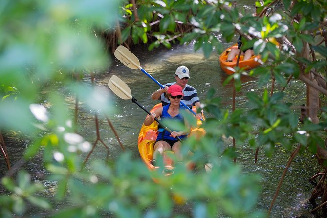 SoCoHo Eco Half Day - Mangrove Kayak & Reef Snorkeling - Returning through the mangrove channel