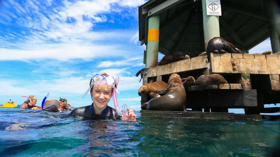 Sorrento: Dolphins & Seals Snorkeling Cruise w/ Lunch - Starting at Sorrento Pier