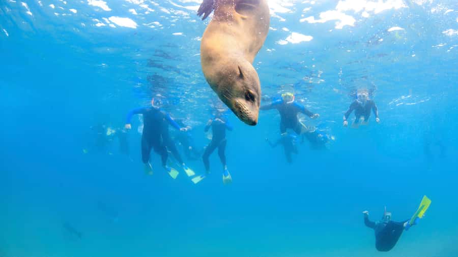 Sorrento: Dolphins & Seals Snorkeling Cruise w/ Lunch - Is the $148 fare good value?