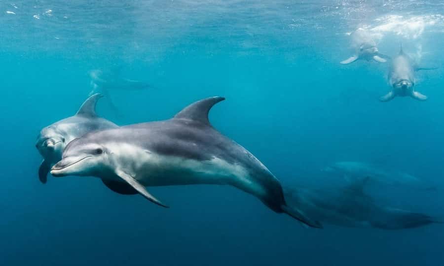 Sorrento: Dolphins & Seals Snorkeling Cruise w/ Lunch - Practical booking advice for Sorrento