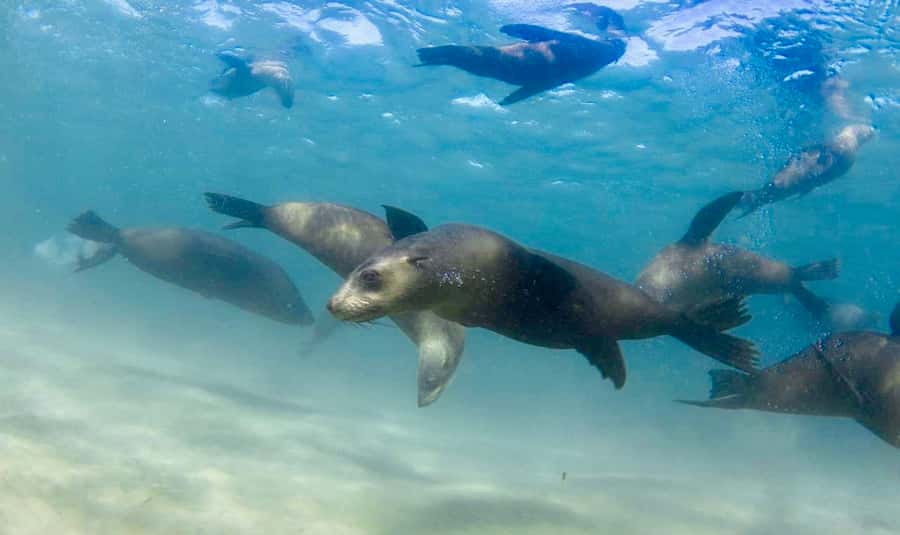 Sorrento: Seal and Sea Dragons 2-Hour Snorkel Experience - Key points to know before you book